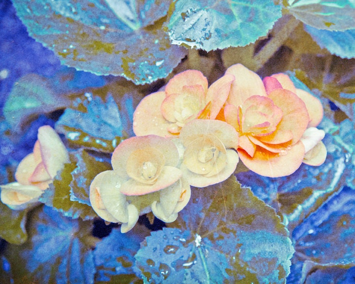 Begonia - 8 x 10 Fine Art Print, teal and peach, spring bloom - BackyardPhoto