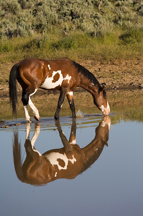 Pinto Mustang with Reflection / Fine Art Photograph 16 x 24
