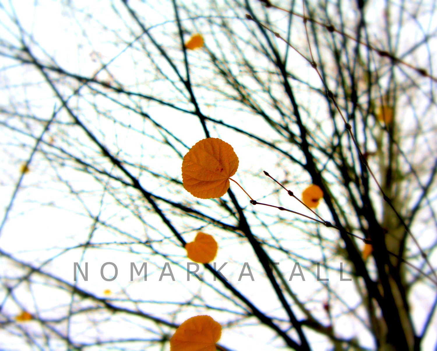 Golden Leaf Photo, Nature, Trees, Branches, Orange, Yellow, Bare Tree, Autumn,  8x10  Print