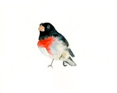 rose BREASTED GOSBEAK-ACEO print-Children's Decor-Art for Children-kids wall art-Nursery art -Animal lover