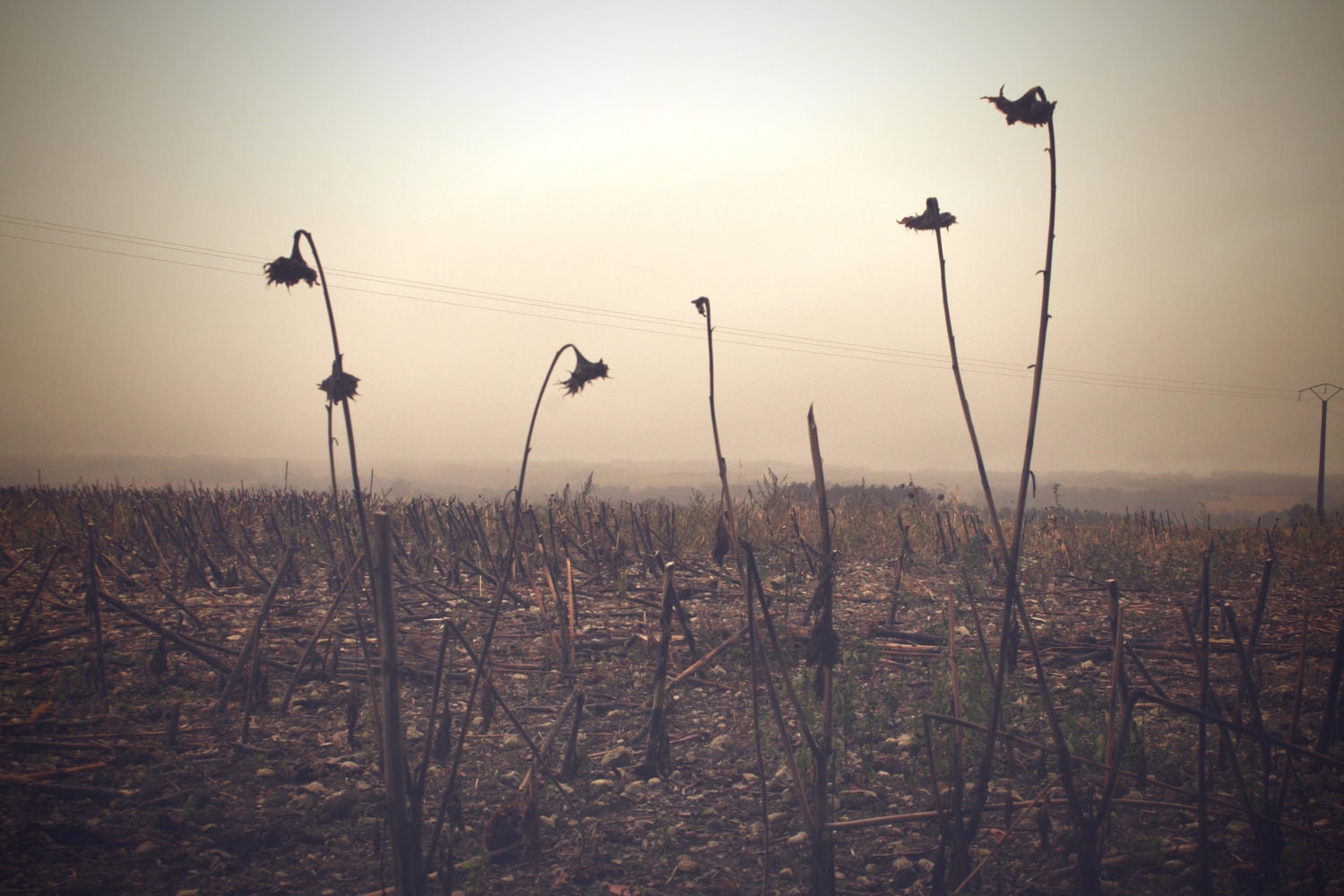 Sunflowers Photograph 16 x 20" Canvas Print