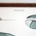 Whales - vintage educational chart illustration