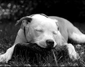 PitBull Art Print Inspirational 8x10