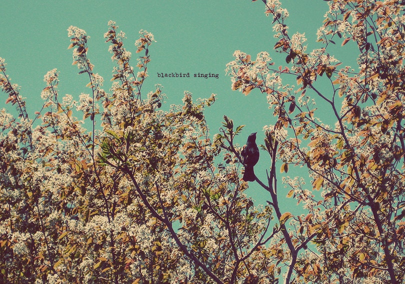 Bird Singing Photo Art Print Tree Branch Leaves Spring Autumn Fall - 5 x 7