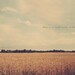 Wheat Field Beauty Farm Grassland Grass Crops Harvest Art Print Photo - 8 x 10
