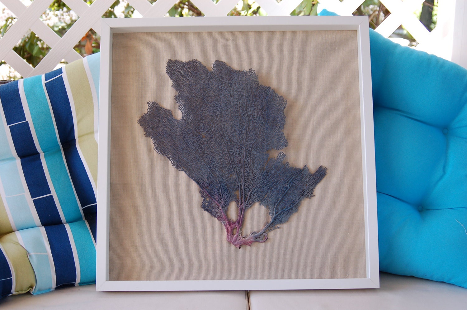 Framed Sea Fan - Coral Blue on Beige Fabric in white Shadow Box
