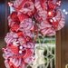 RED and WHITE CANDY Cane Christmas Wreath