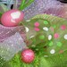 Deco Mesh EASTER WREATH with BASKET of Tulips