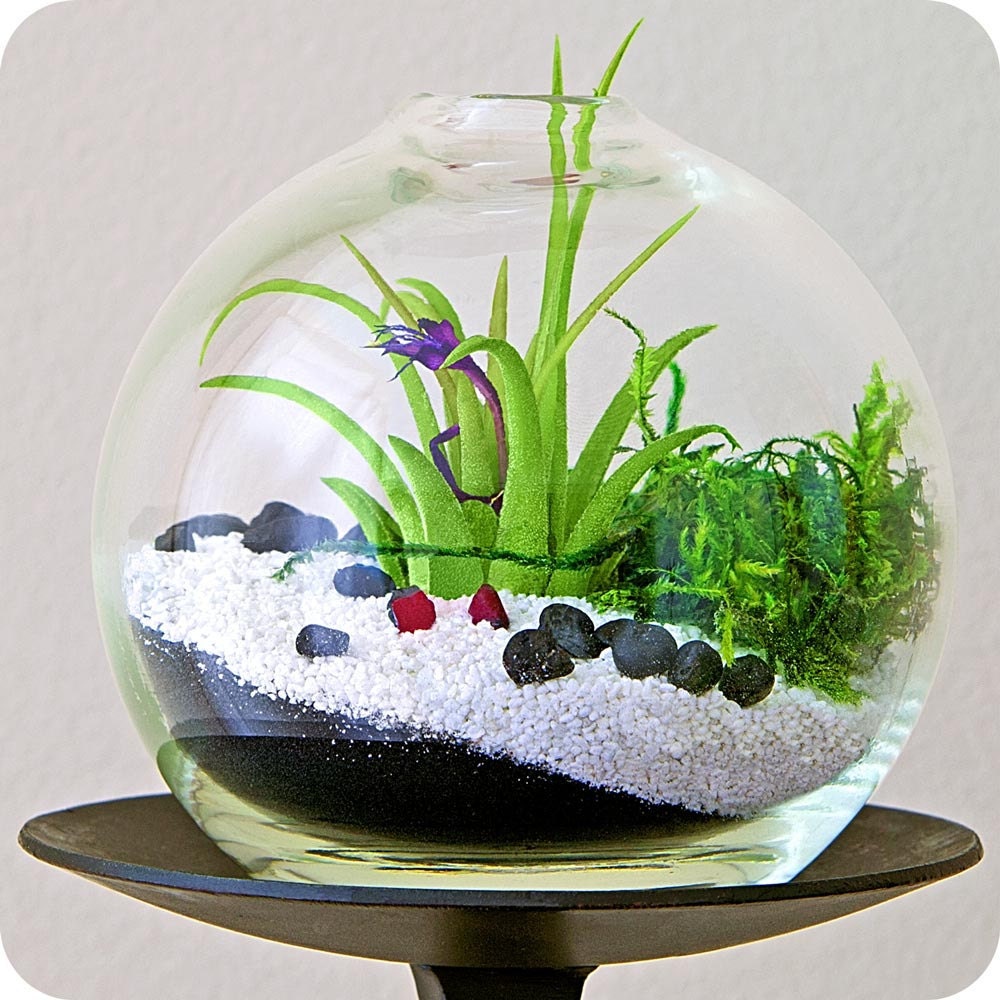 glass terrarium plant