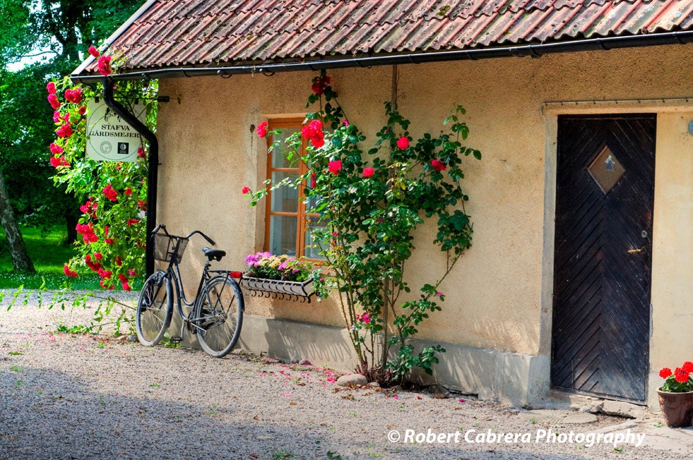 Bicycle Among Roses - 5x7 Fine Art Print