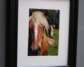Horse Sense Framed (8x10) original photography