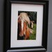 Horse Sense Framed (8x10) original photography