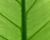 Botanica series -- Leaf Closeup II