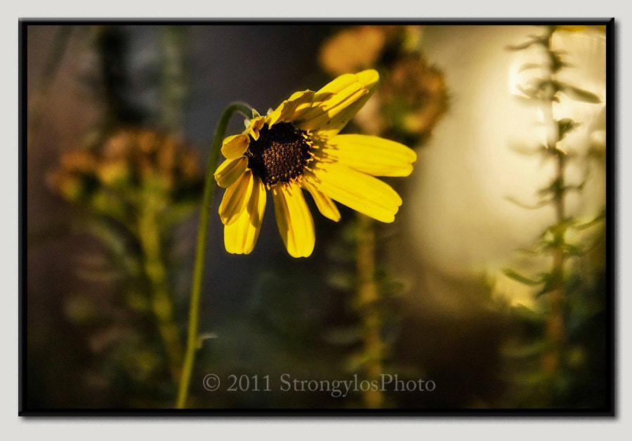 13x19 framed photography yellow daisy flower photo, large ready to hang, poster size photo paper, dreamy, shabby chic, romantic gift for her