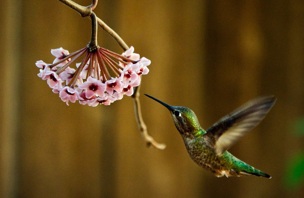 photography ready to ship hummingbird, pink flower, fine art 5x7 print, cottage decor, StrongylosPhoto shabby chic