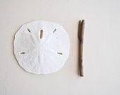 3 pcs medium large sand dollar shells