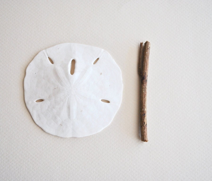 3 pcs medium large sand dollar shells