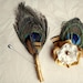 6 Bridesmaids Ivory, golden flower hair clips and 6 boutonnieres, peacock feathers, satin flowers, available in more colors