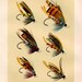 salmon flies glorious fly fishing print no. 1