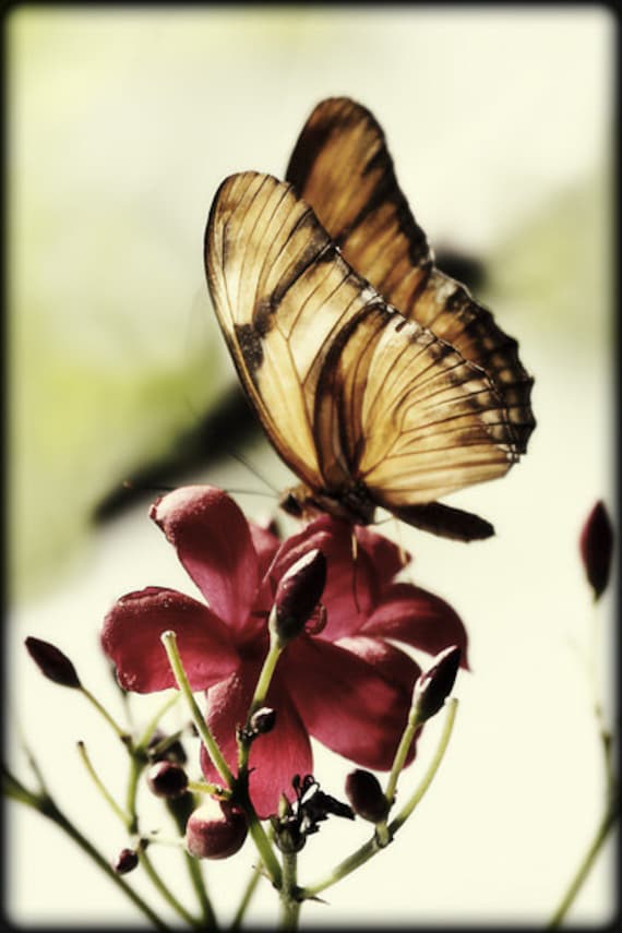 Yellow Butterfly and Red Flower, photograph, 5 x 7, archival print, vintage, soft, dreamlike look