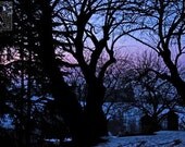 Winter twilight - Signed photo 8 x 12 - BOGO sale - Italy purple sky trees branches snow violet decline lilac blue