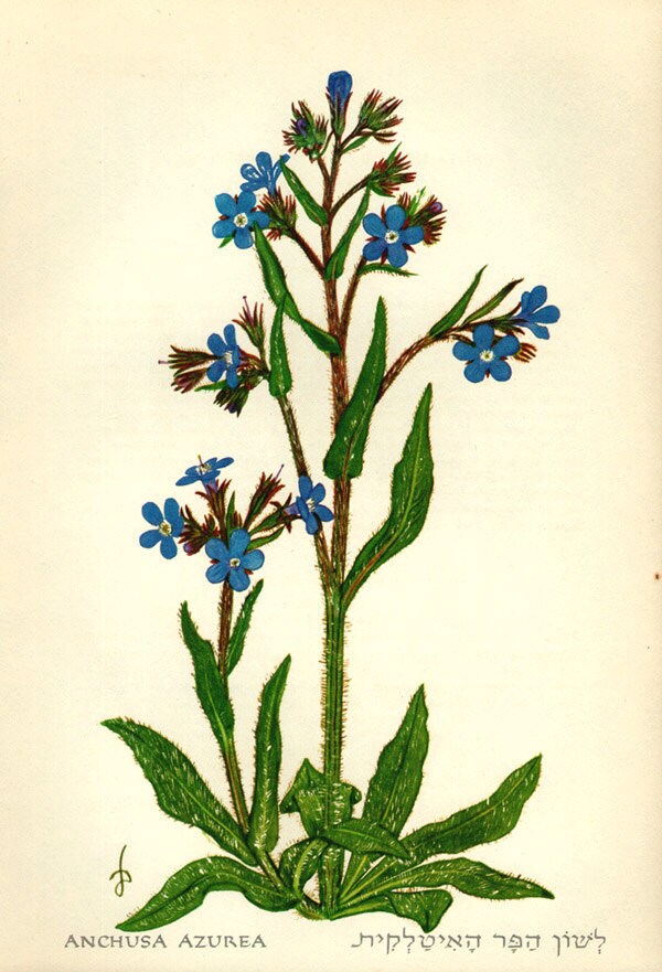 Italian Alkanet