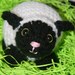 Knitted Lamb -- Liam