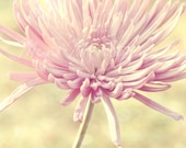 Spring, pink, yellow, gold, flower, nature, home, nursery, decor, dreamy, original fine art photograph, 8x8 print