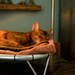 Freestanding, Handmade, Steel Pet Hammock