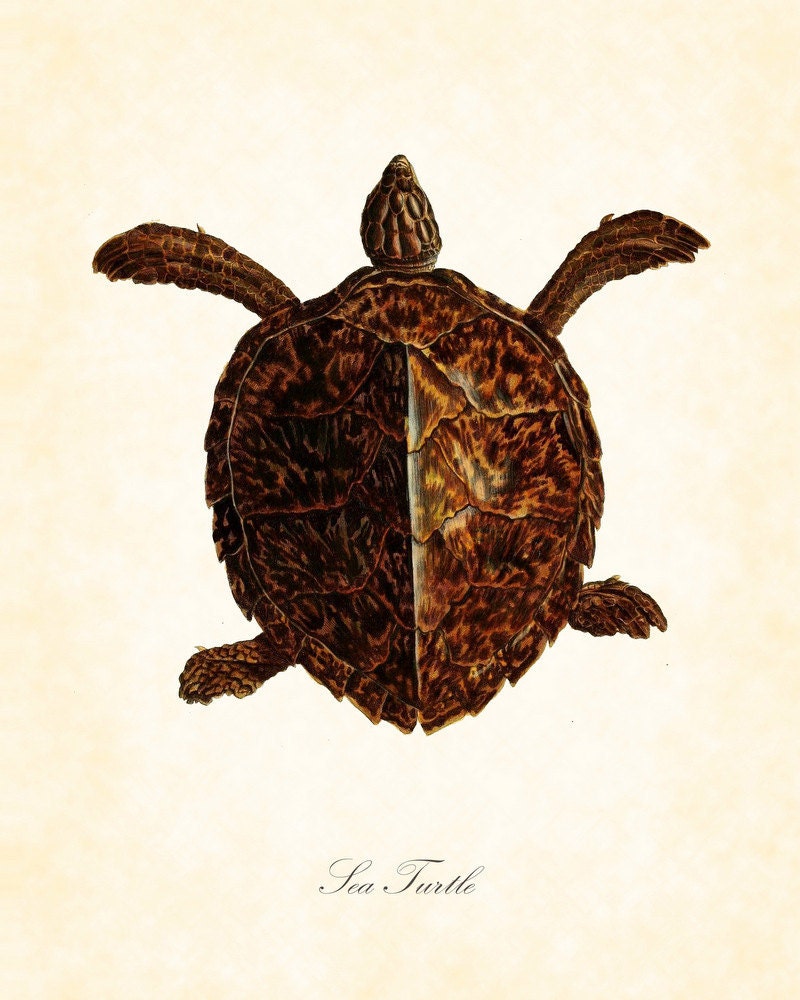 Vintage Sea Turtle Natural History Art Print 8 x 10 Original Collage - BelleMerGraphics