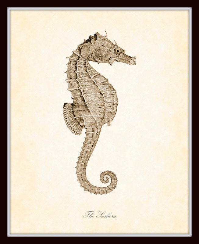 Vintage Seahorse in Sepia Natural History Art Print 8 x 10