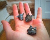 Devil Nuts, Bat Nuts, Bull Nut , Devil Pods .... Weird Demon faced Seed Pod