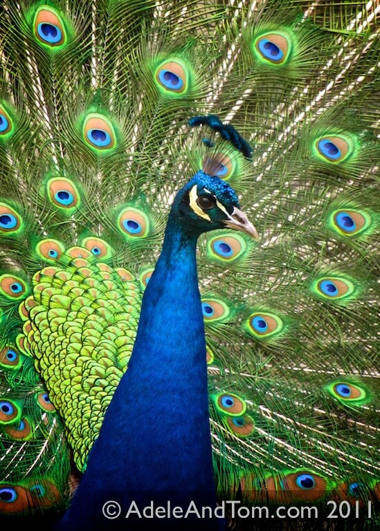 Photography Peacock