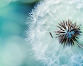 Fine art photography - dandelion nature photography 5x5 - blue green teal spring macro print -  "Delicate" clickety