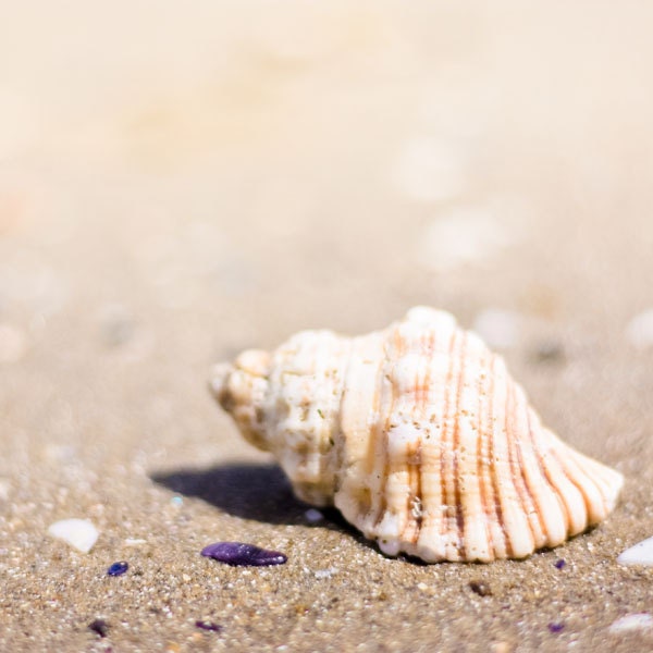 Beach photography nautical decor 5x5 inches coastal prints sea shell fine art photography seaside sand pastels