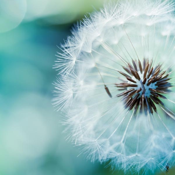 Fine art photography - dandelion nature photography 5x5 - blue green teal spring macro print - still life