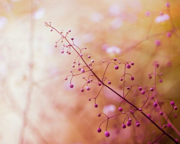 Botanical photograph - fine art photography pink 8x10 - abstract nature macro fine art photograph -  clickety - "Surreal"