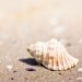 Beach photography nautical decor 5x5 inches coastal prints sea shell fine art photography seaside sand pastels