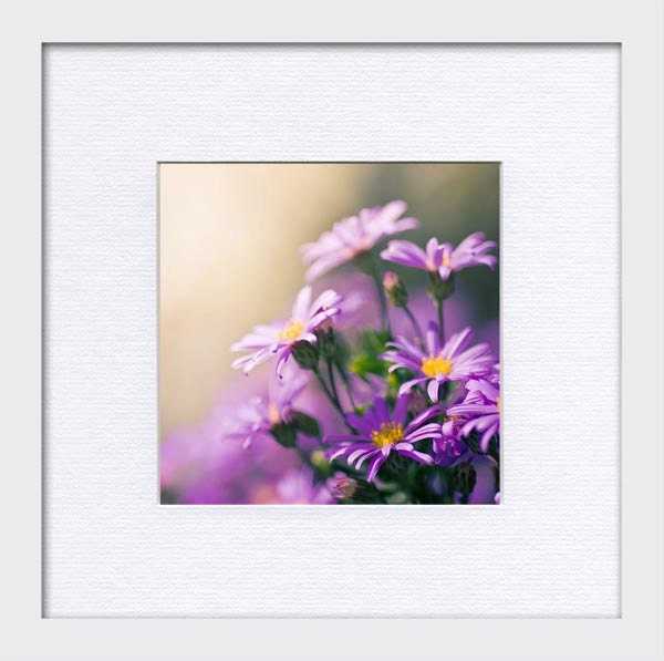 Purple Photograph print - fine art photography 5x5 - photo prints - botanical print nature photography clickety violet "Daisy Love"