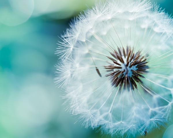 Dandelion photo - fine art photography 8x10 - blue green teal nature photo print -  photograph botanical "Delicate" clickety