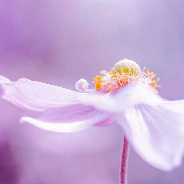 botanical fine art photography pink  - purple violet nature photography 5x5 - lilac pastel spring macro print flower clickety