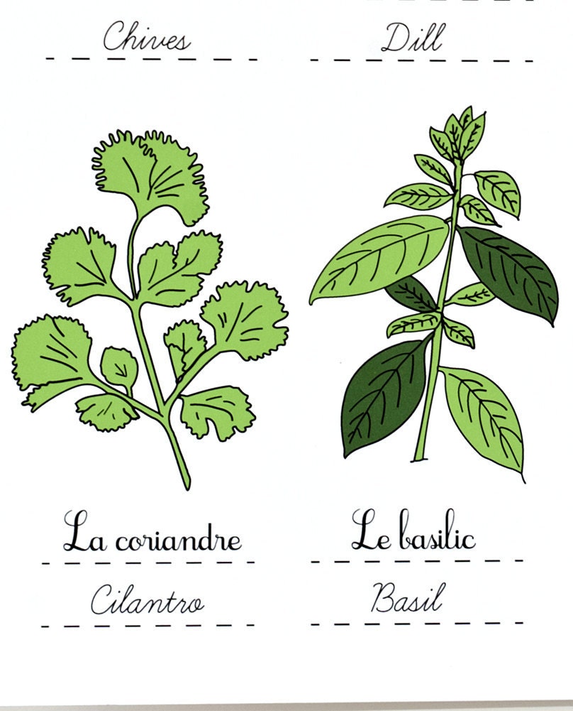 Herbs - French Kitchen Art Poster - Green Home Decor Botanical Plate 13x19 art print for a gourmet Aromatics Culinary gift for Mom