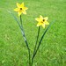 Small double daffodil garden spike