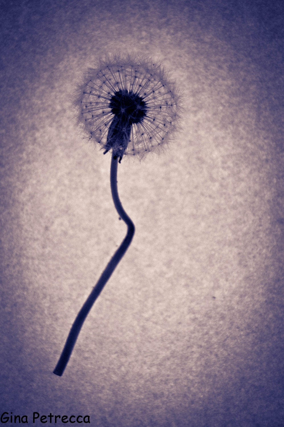 purple dandelion photo