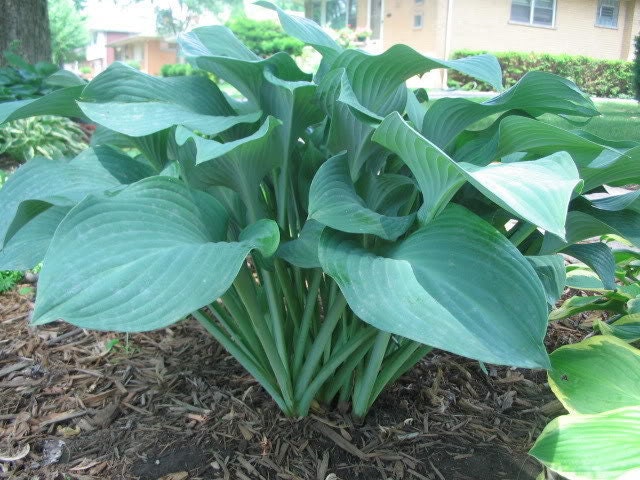 7 Giant Blue/Green Hostas Seeds-1075