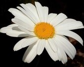 25 Shasta Daisy Seeds-1001