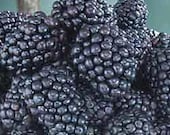 25 LochNess Blackberry Seeds-1016