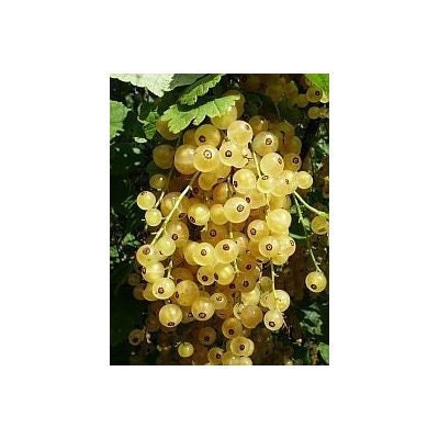 15 White Currant Seeds-1222