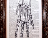 Ammosaurus Foot Skeleton Art Print from 1889 on Dictionary Book Page