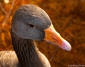 Greylag Goose - 8x6" Lustre Mounted Premium Fine Art Nature Photo Print - Affordable Artwork Decor